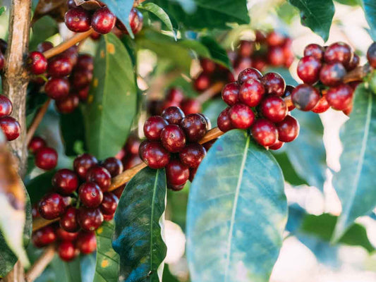 Colombia Geisha coffee cherry