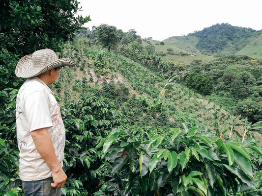 Colombia Planadas community - Coffee of the month