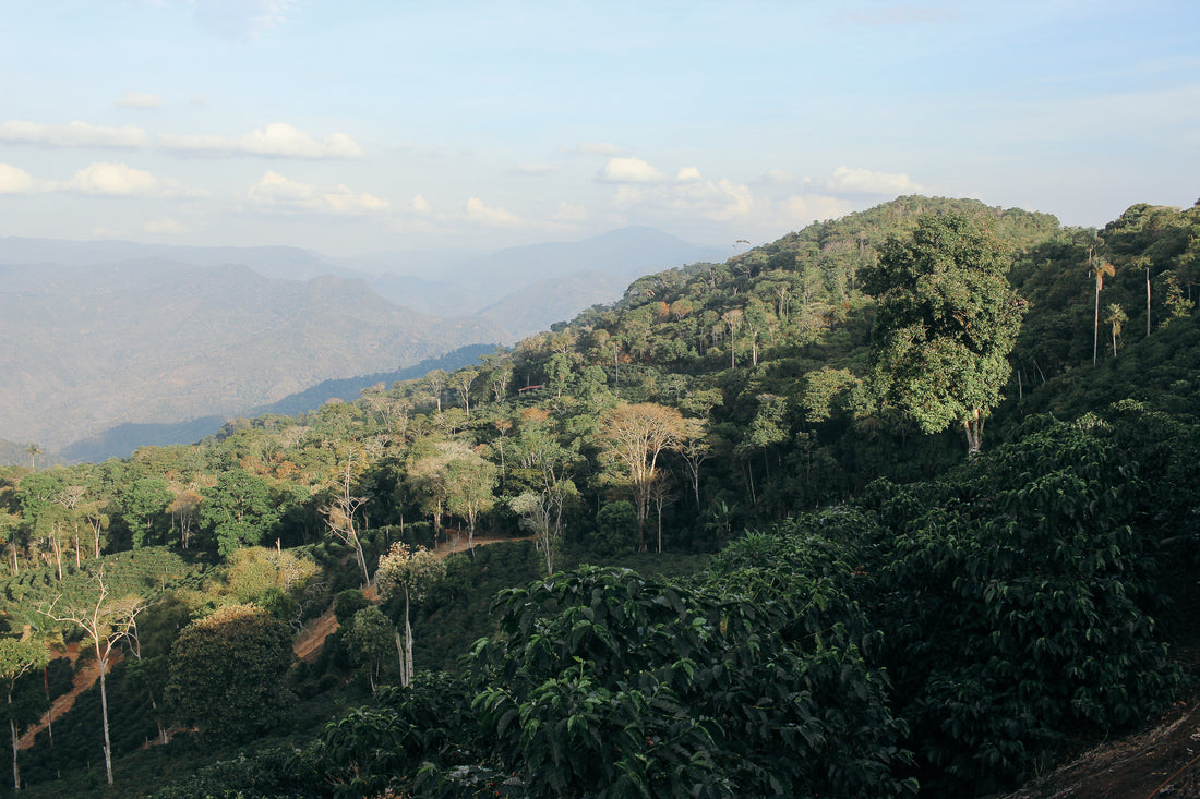 Bolivia Geisha Coffee