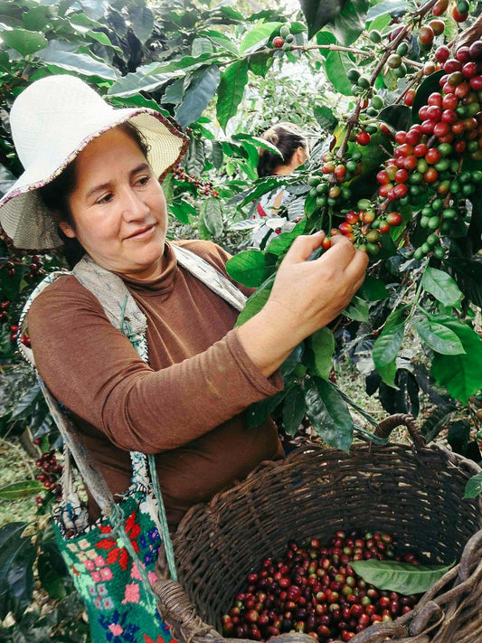 Peru Cafe Femenino coffee picking