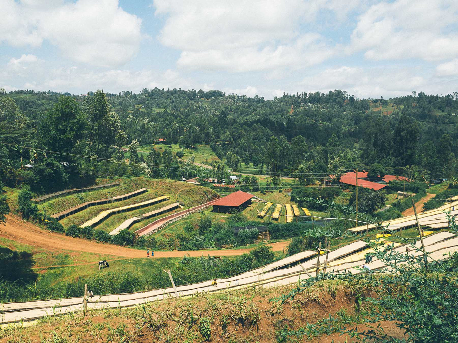 Kenya Kangunu coffee