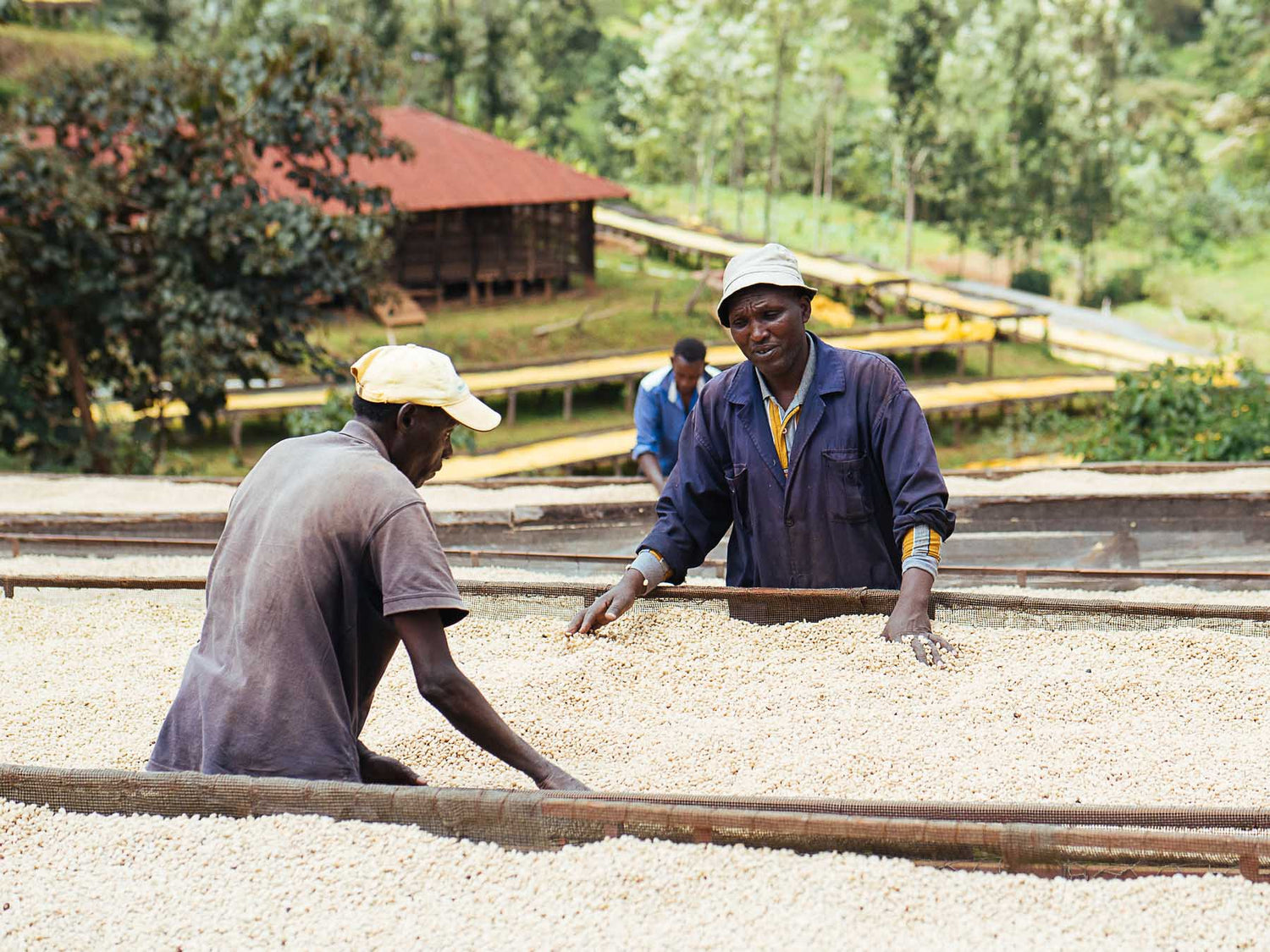 Coffee drying on tables at Kangunu washing station in Kenya